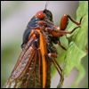 Cicada