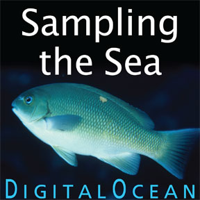 Sample The Sea